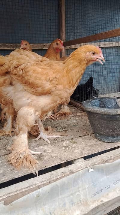 Golden heavy buff pair available for sale