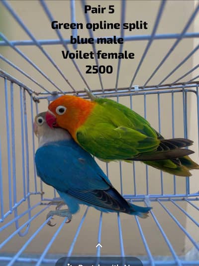 lovebirds parrots birds