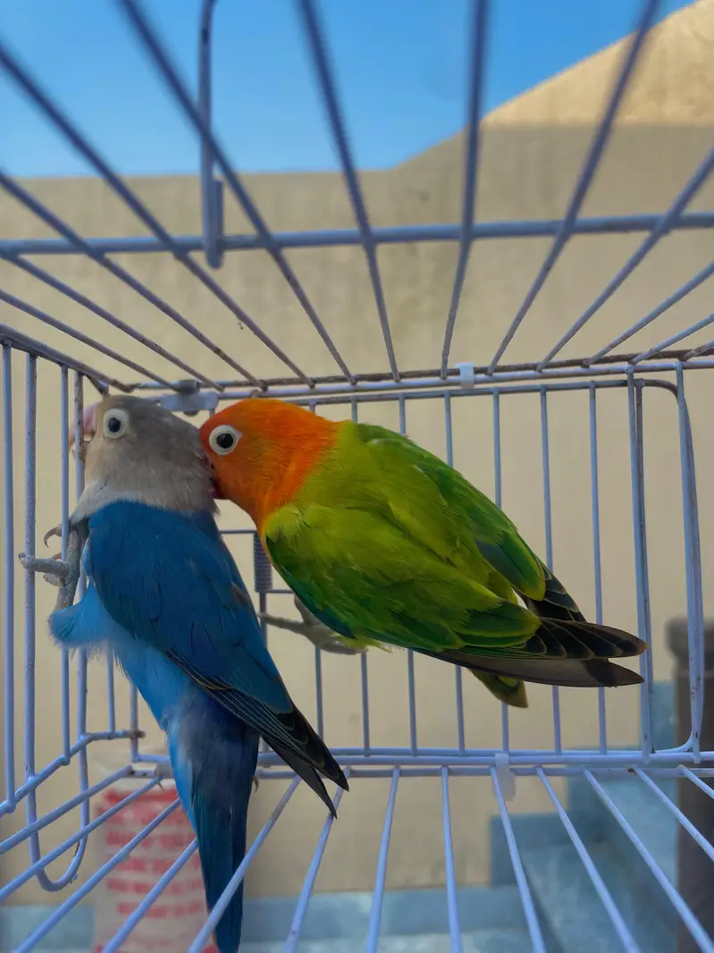 lovebirds parrots birds — photo 2
