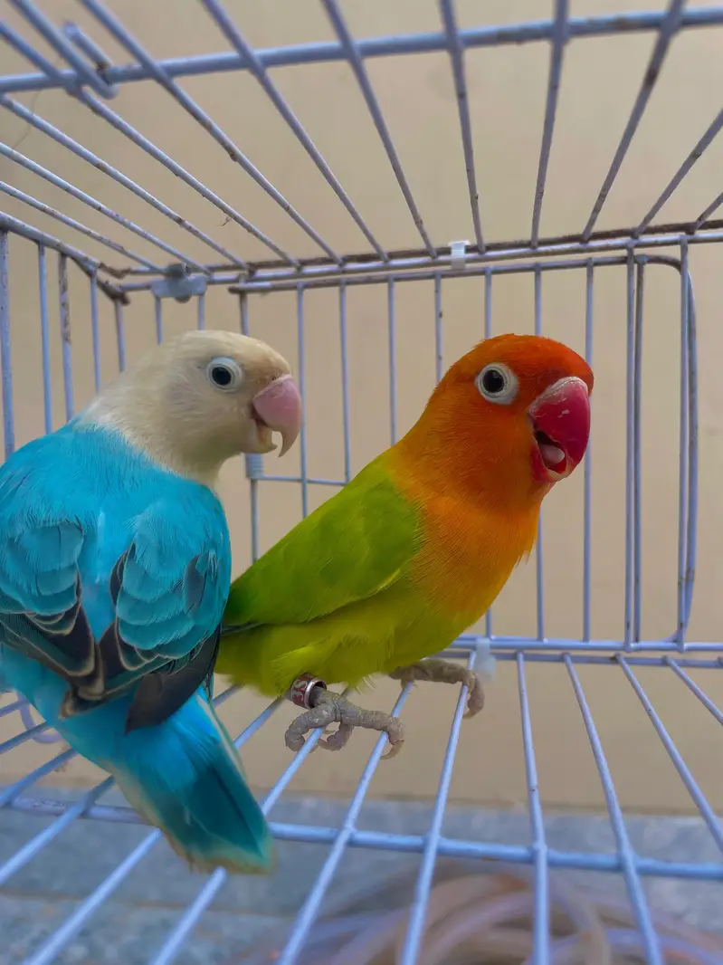lovebirds parrots birds — photo 4