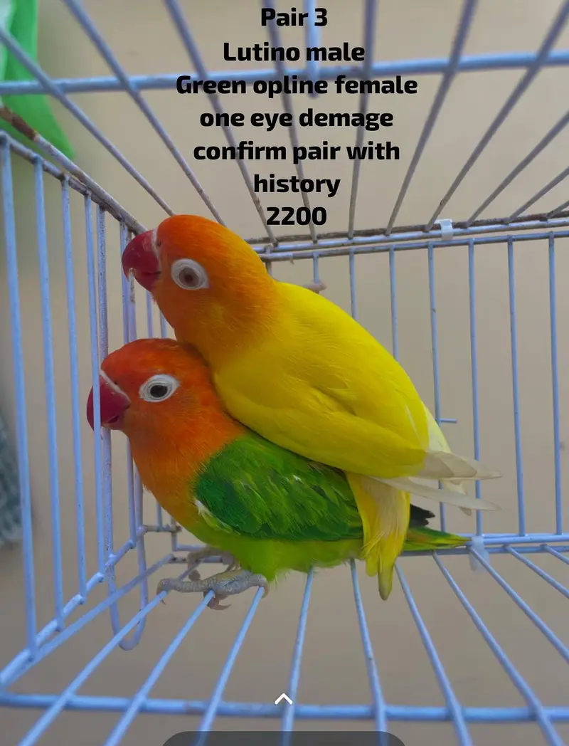 lovebirds parrots birds — photo 5