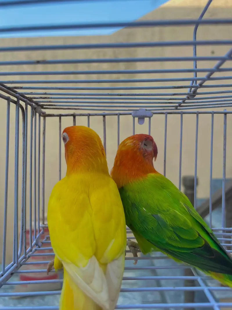 lovebirds parrots birds — photo 6
