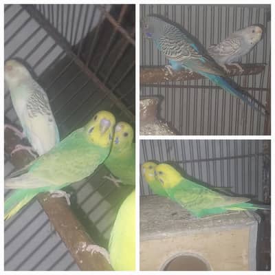 bajri parrots top quality