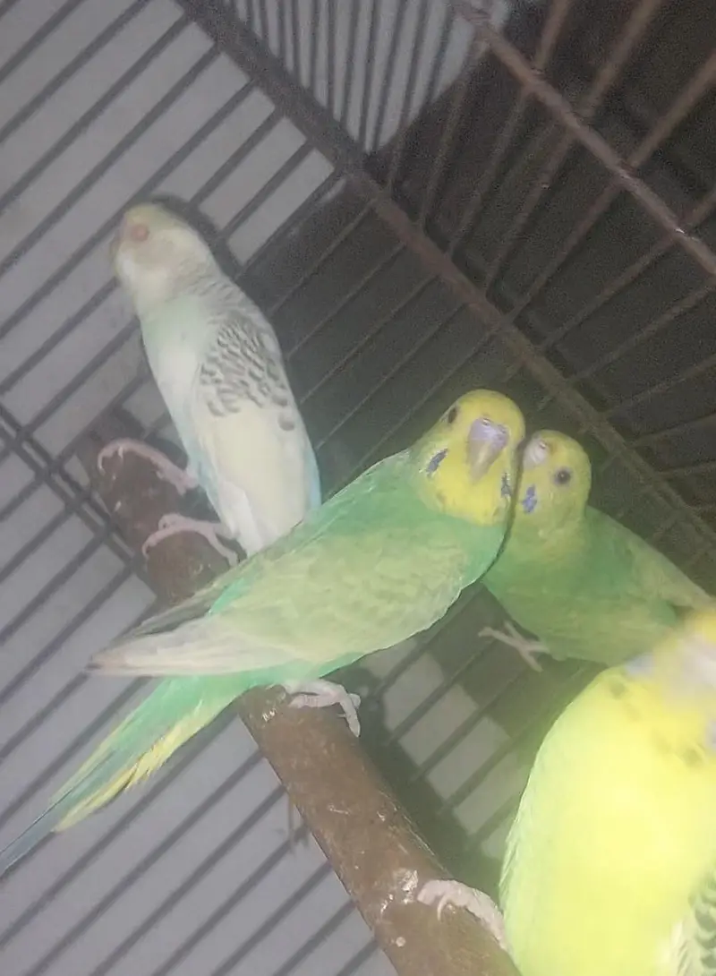 bajri parrots top quality — photo 2
