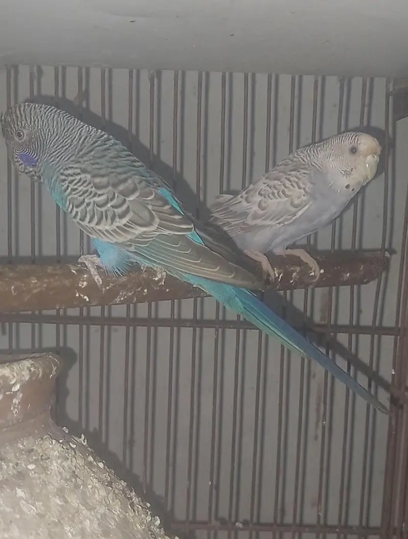 bajri parrots top quality — photo 3