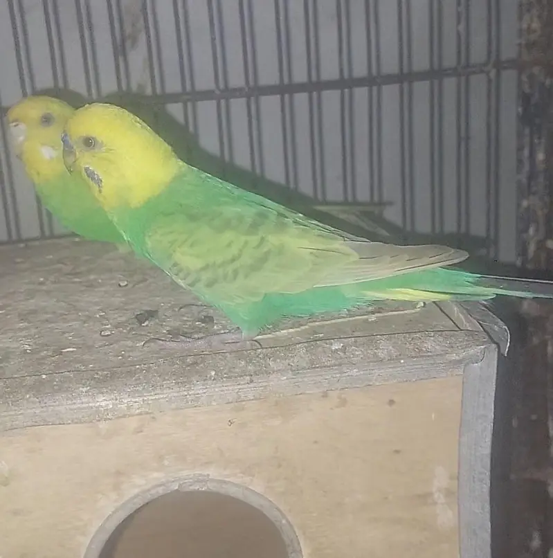bajri parrots top quality — photo 4