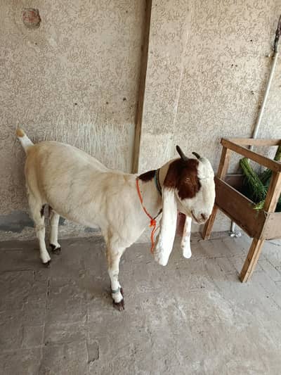 bakri for sale