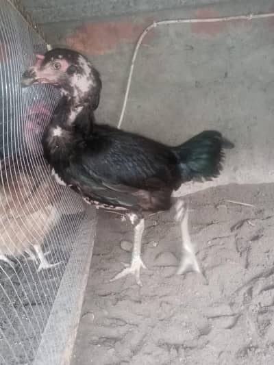 aseel hen and chicks