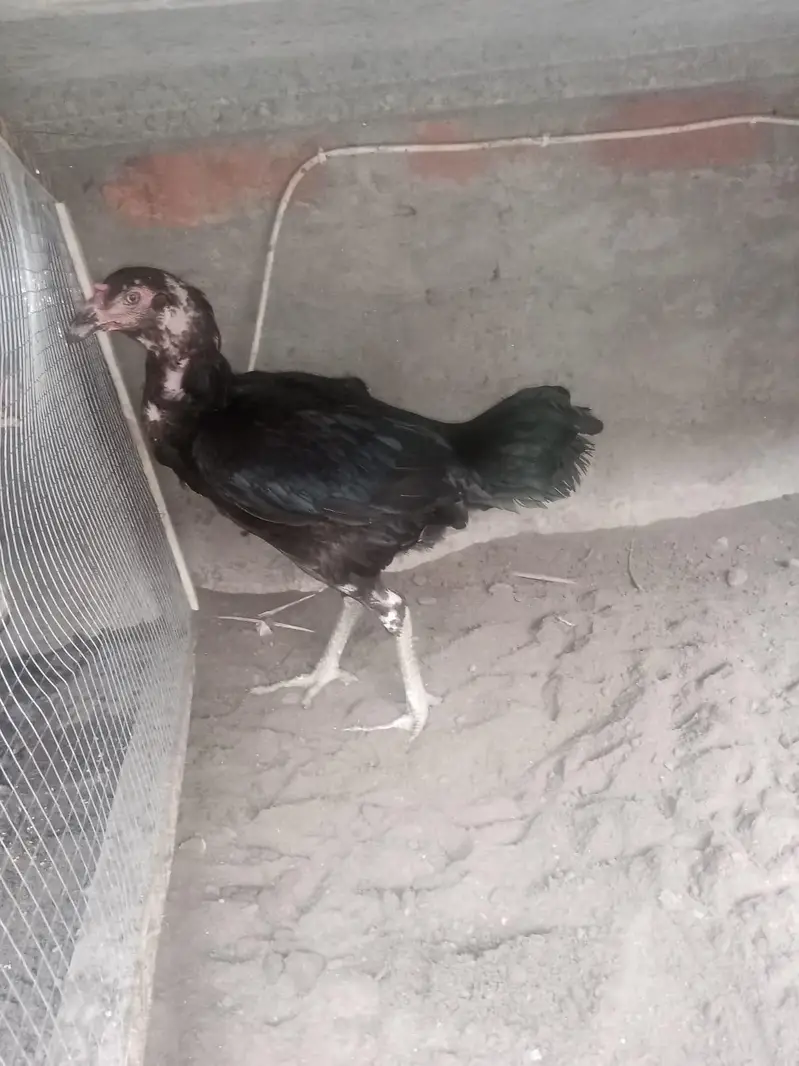 aseel hen and chicks — photo 2
