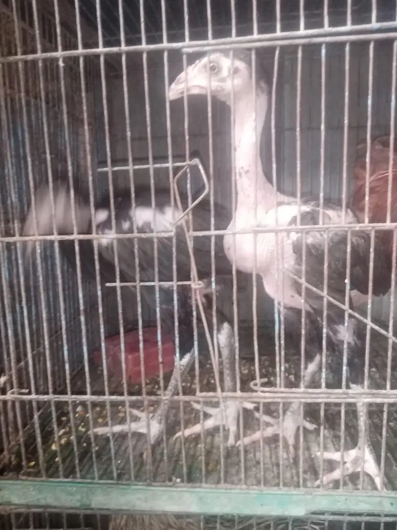 aseel hen and chicks — photo 3