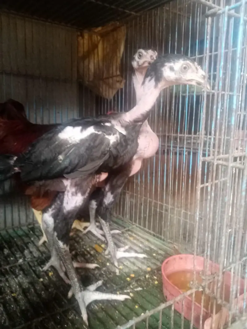 aseel hen and chicks — photo 4