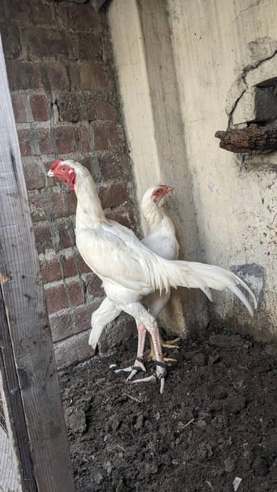 paper white pair for sale mazboot  joor
