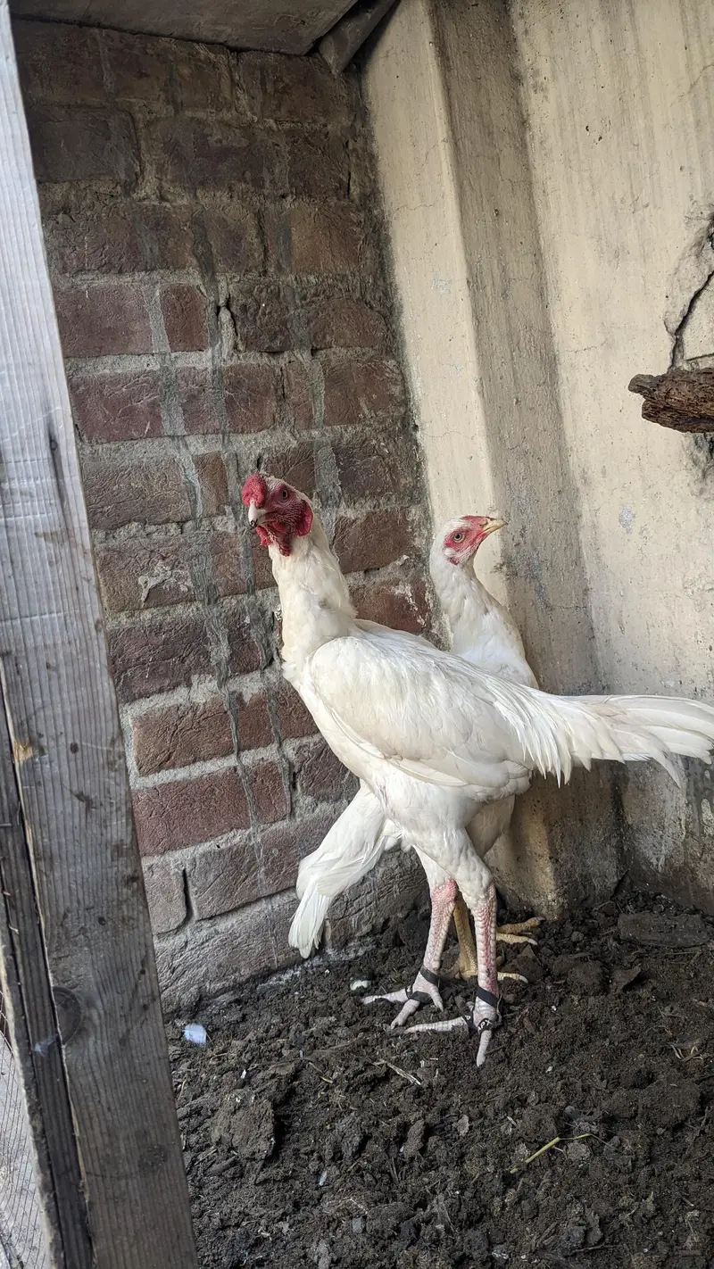 paper white pair for sale mazboot  joor — photo 2