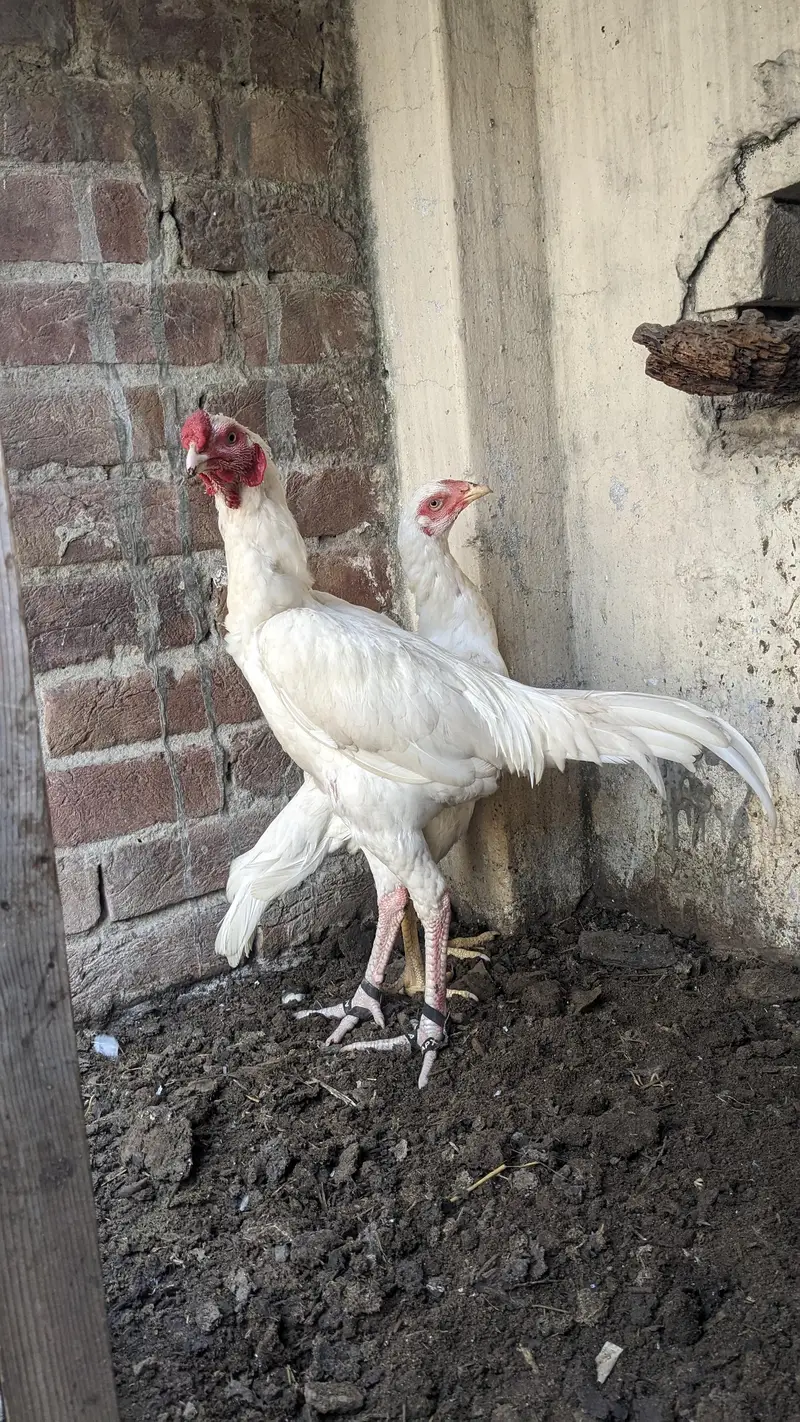 paper white pair for sale mazboot  joor — photo 3