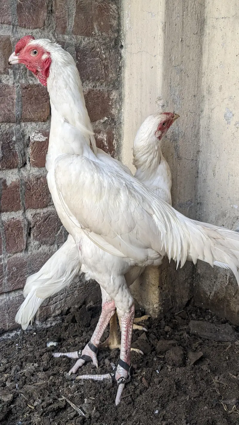 paper white pair for sale mazboot  joor — photo 6