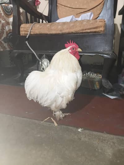 white bantam healthy and active