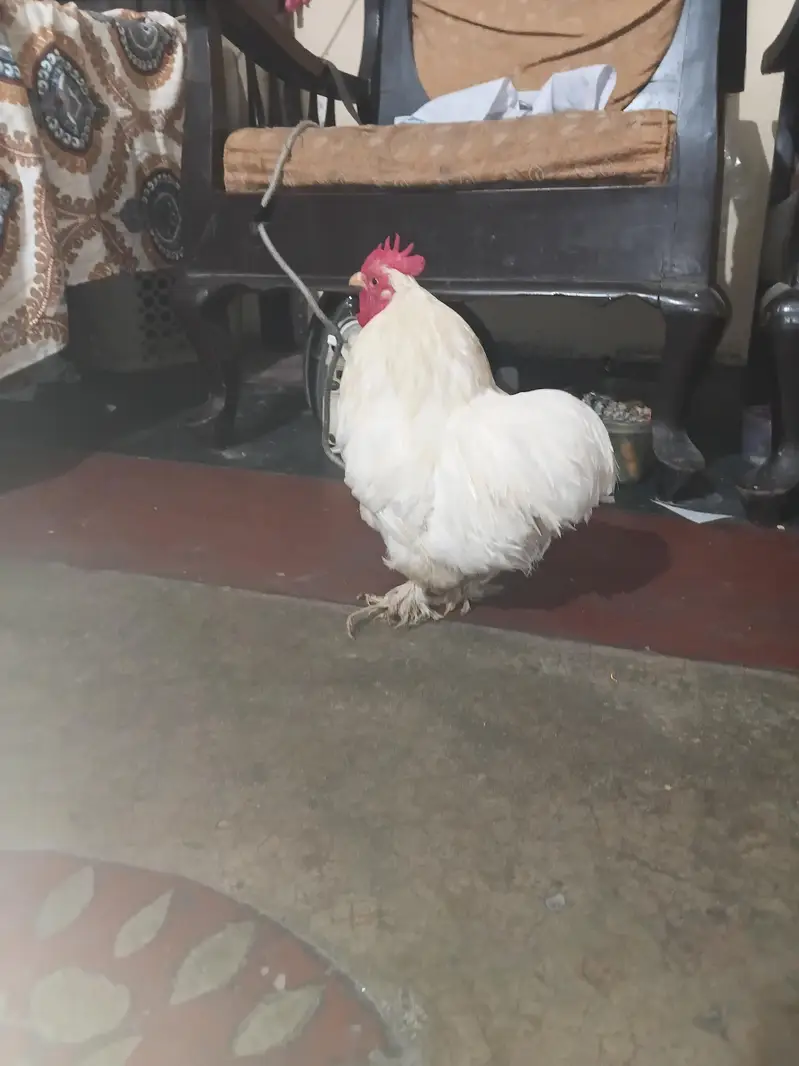 white bantam healthy and active — photo 2