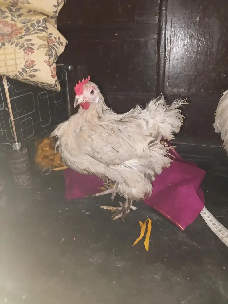 white bantam healthy and active — photo 3