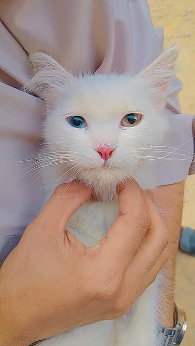 5 month old Persian cat for sale