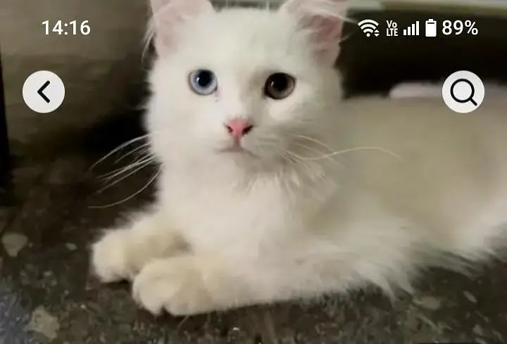 5 month old Persian cat for sale — photo 2