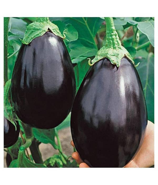 Began (Brinjal) Seeds