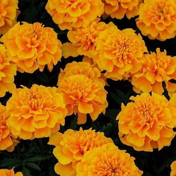 Hybrid Marigold Orane Seeds winter Flowers