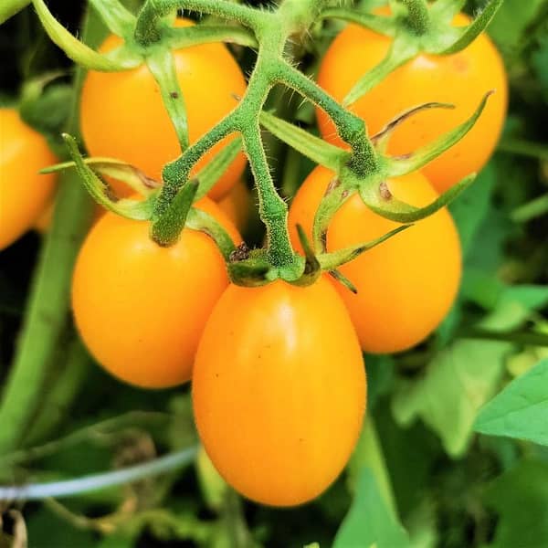 Grape Tomatoes Orange Seeds