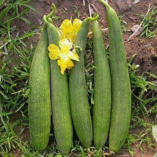 Ghiya Tori ( Sponge Gourd) Seeds