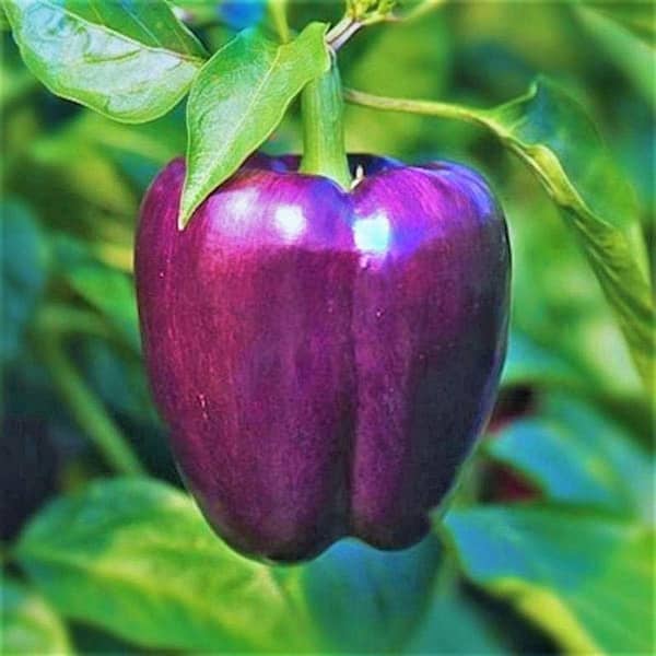 Hybrid Purple Capsicum