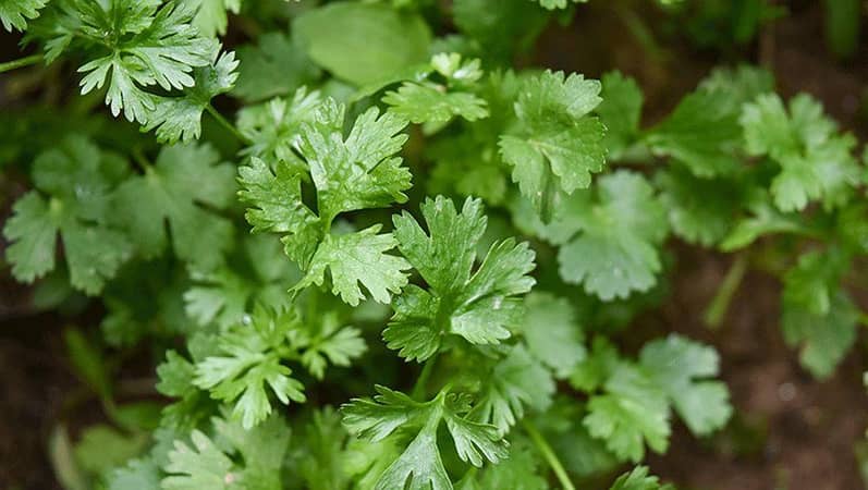 Dhaniya (Coriander) Seeds