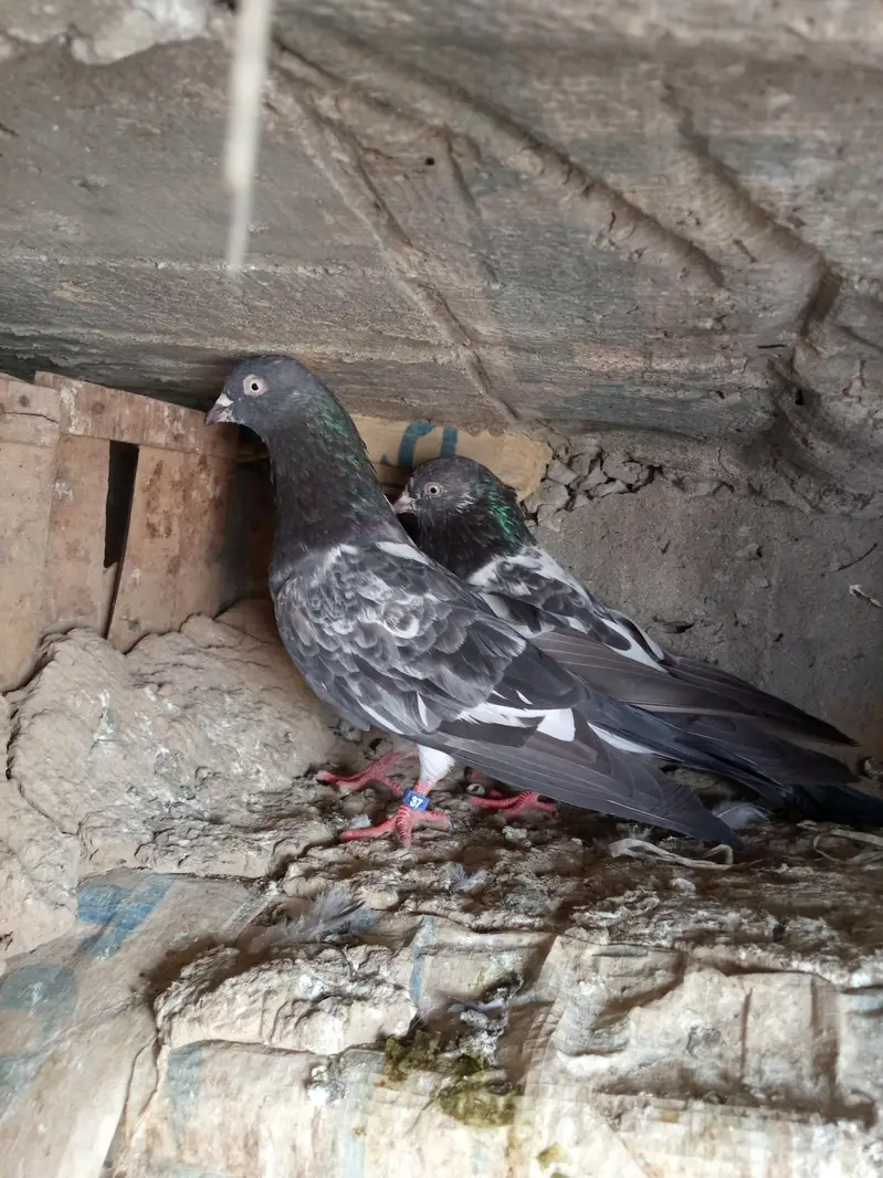 mansehra — photo 2