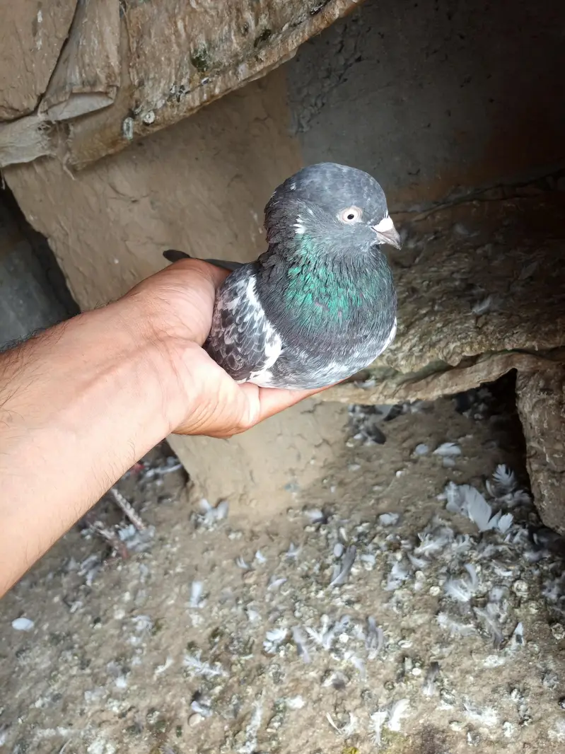 mansehra — photo 5