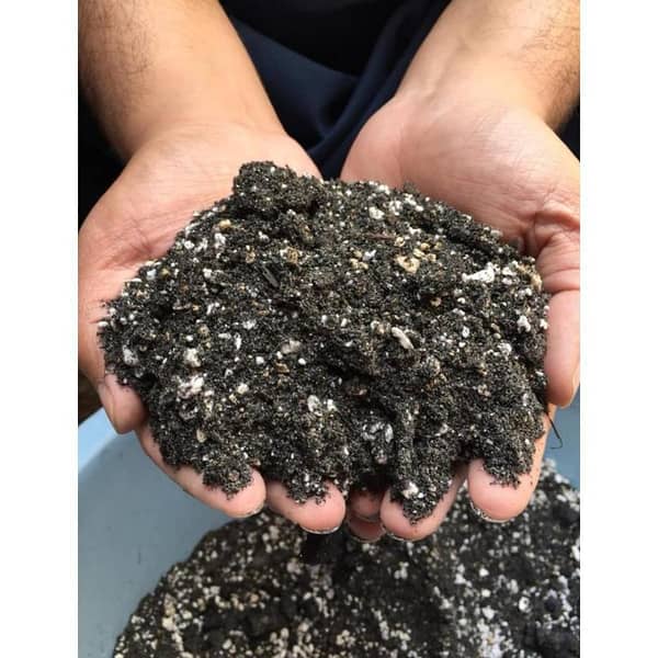 Catcus Soil/ Succulent Soil - 1KG