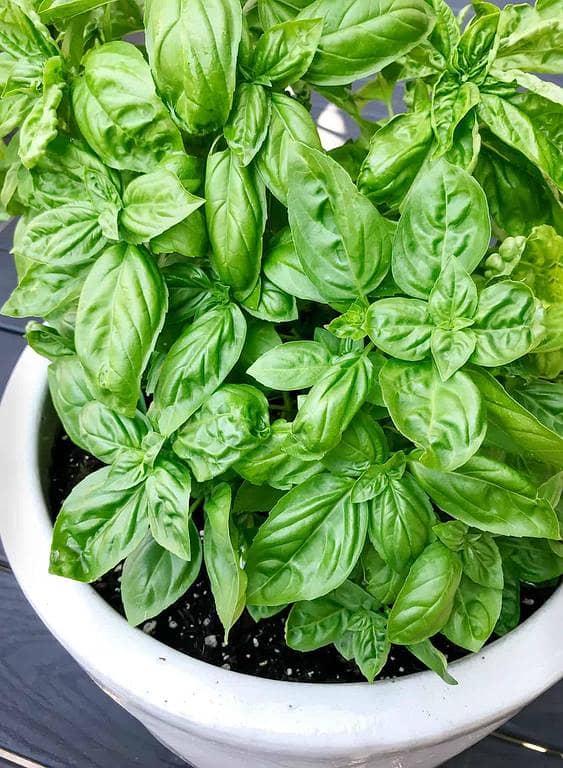 Basil Leaves Herbs or vegetable Seeds