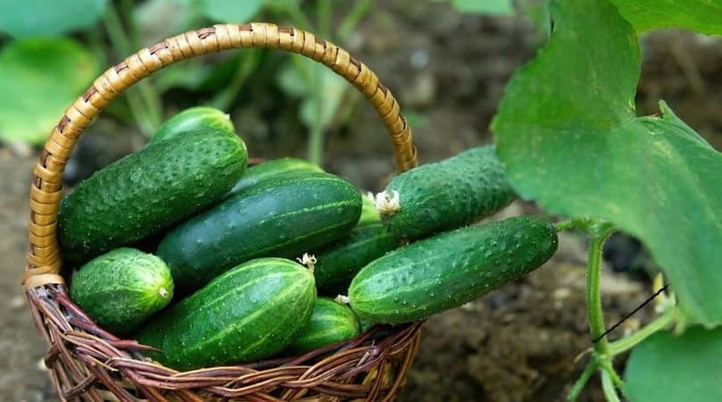 Kheera (Cucumber) Seeds