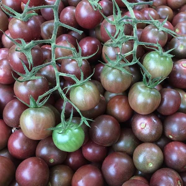 Hybrid Chocolate Cherry Tomato