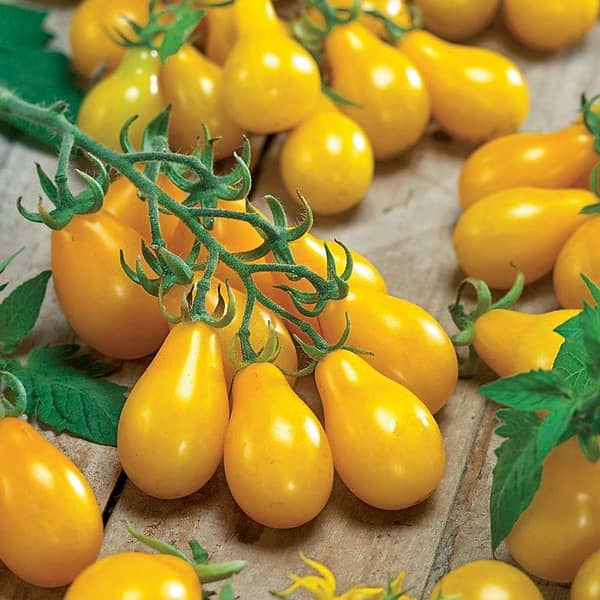 Hybrid Tamoto Yellow