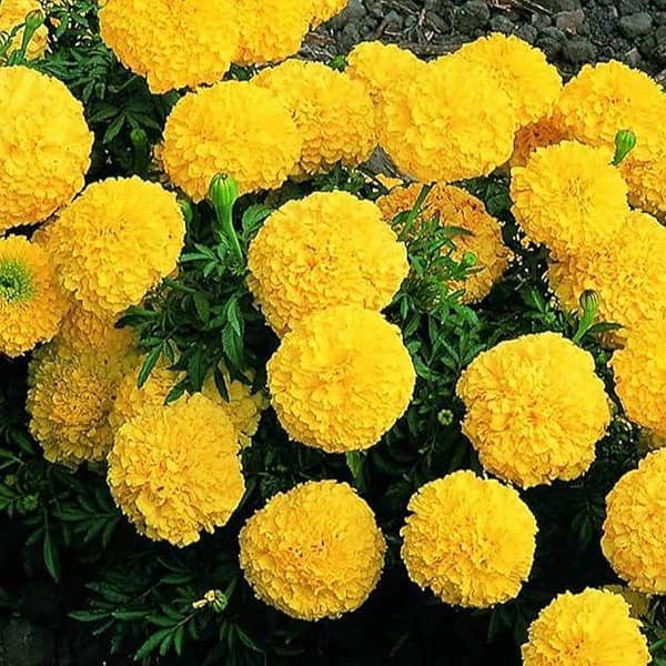 Hybrid Marigold Yellow Seeds Winter Flowers