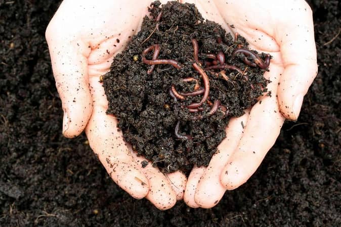Vermi Compost  Pack of 1,2,3,5Kg