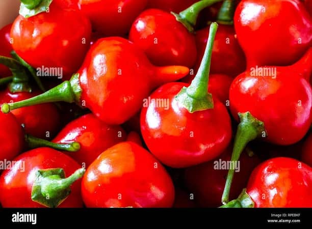 Hybrid Chilli Peppers
