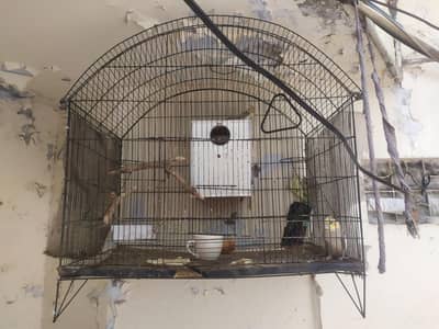 two cock tail birds with big size cage