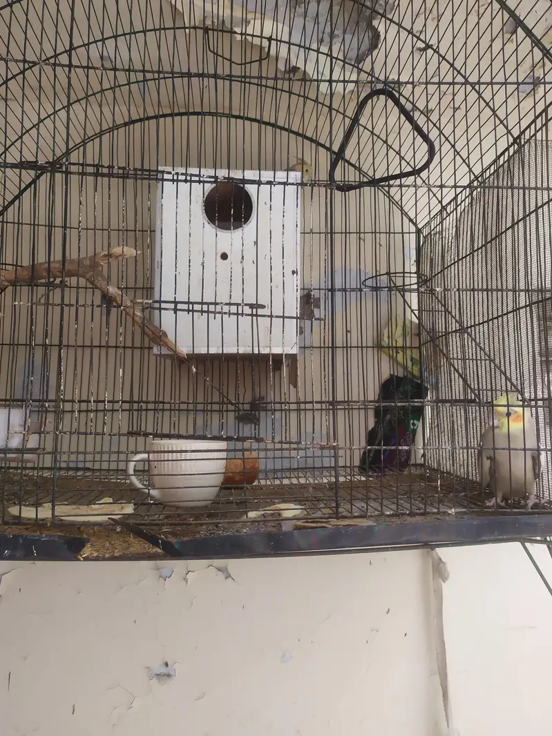 two cock tail birds with big size cage — photo 2