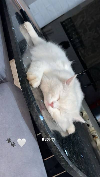 female cat for sale health active mahshallah