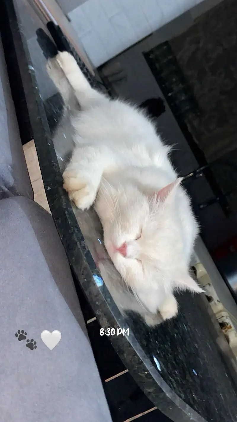 female cat for sale health active mahshallah — photo 2