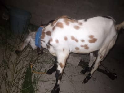 2027 qurbani or breading ky liya best hai