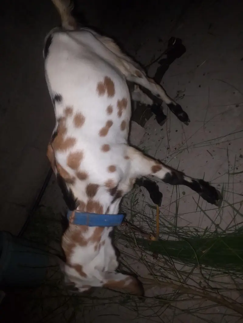 2027 qurbani or breading ky liya best hai — photo 2