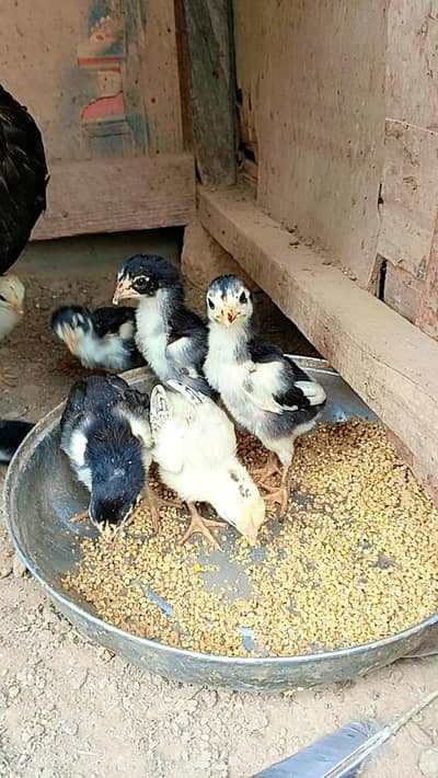 Thai Chicks/ Thai / Chozay/ Thai Chozay/ Chicks / Thai aseel Chicks