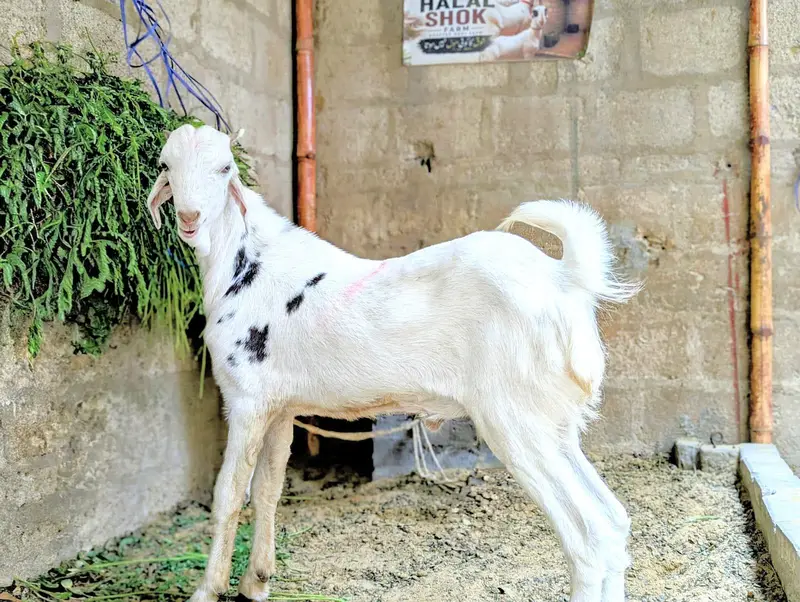 PURE TOTA PURI BREED — photo 2
