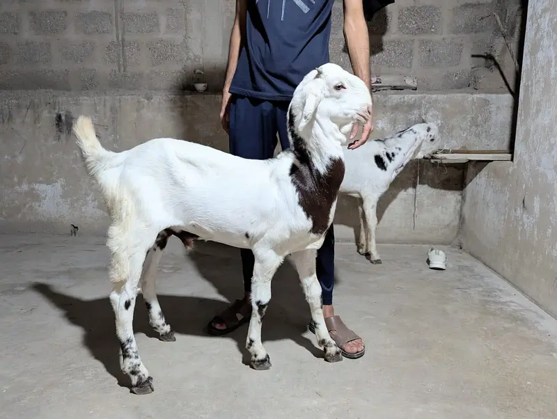 PURE TOTA PURI BREED — photo 3