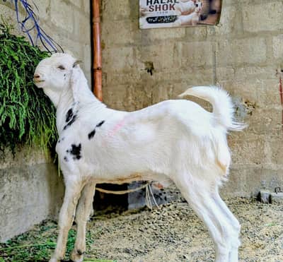 PURE TOTA PURI BREED